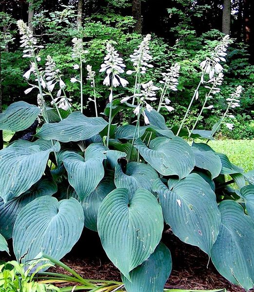 Hosta 'Blue Angel'